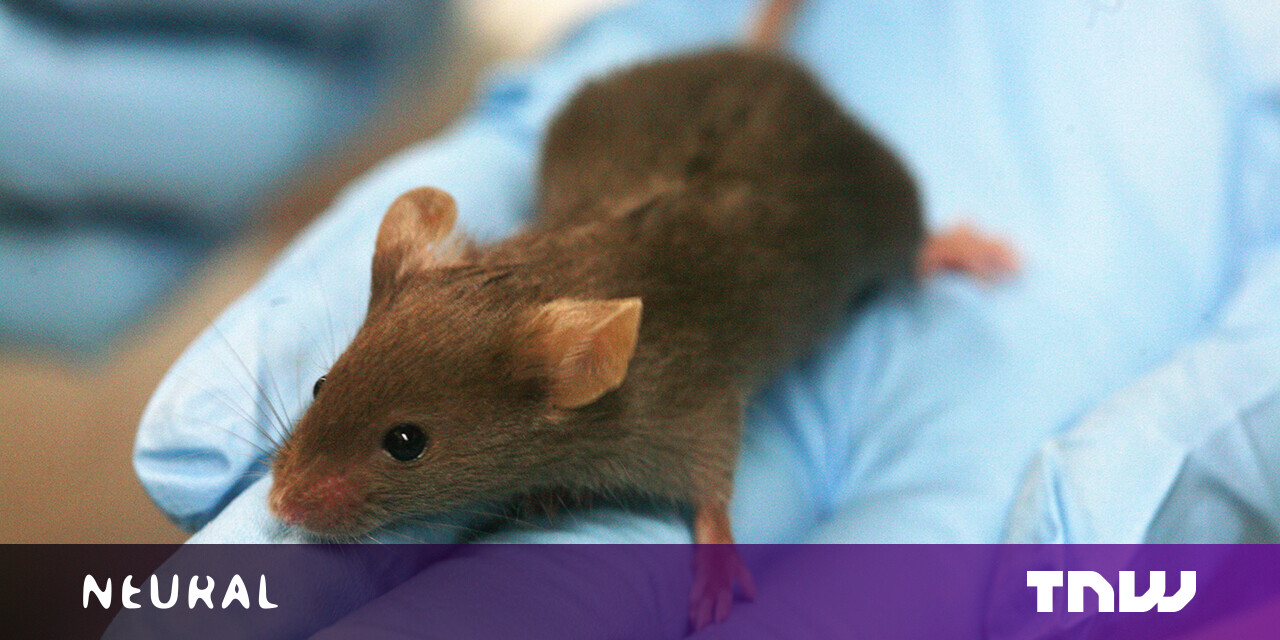 How a theoretical mouse could crack the stock market How a theoretical mouse could crack the stock market