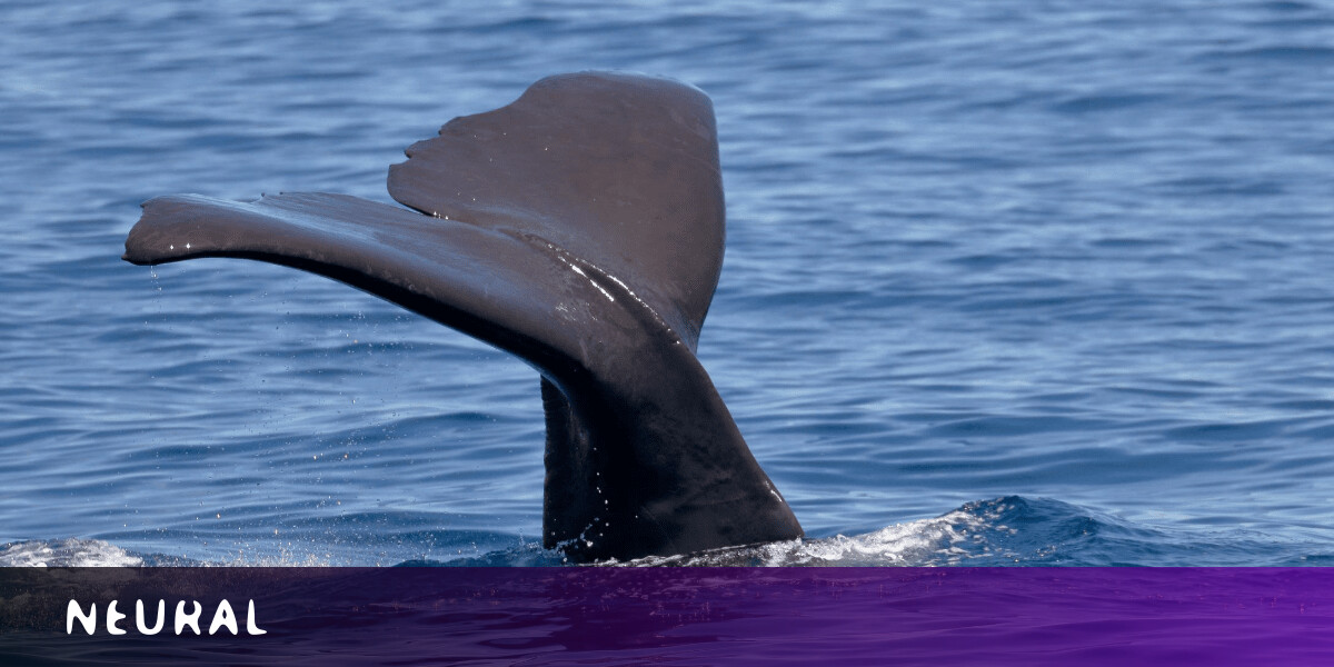 Underwater drones have discovered when sperm whales like to eat
