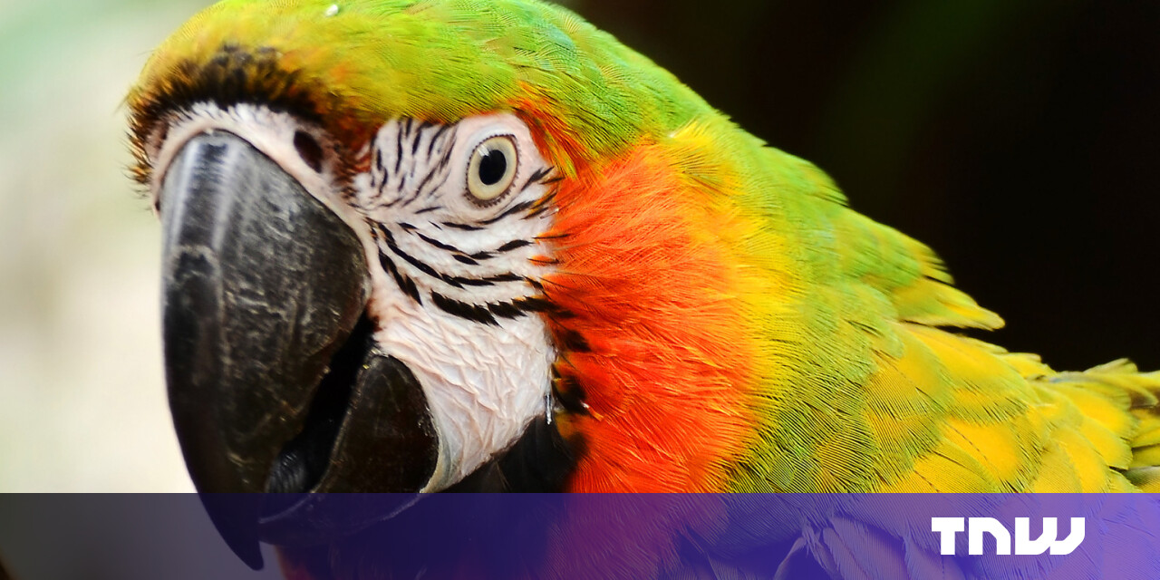 Macaw, the Web Design Tool for Programmers, Hits Kickstarter