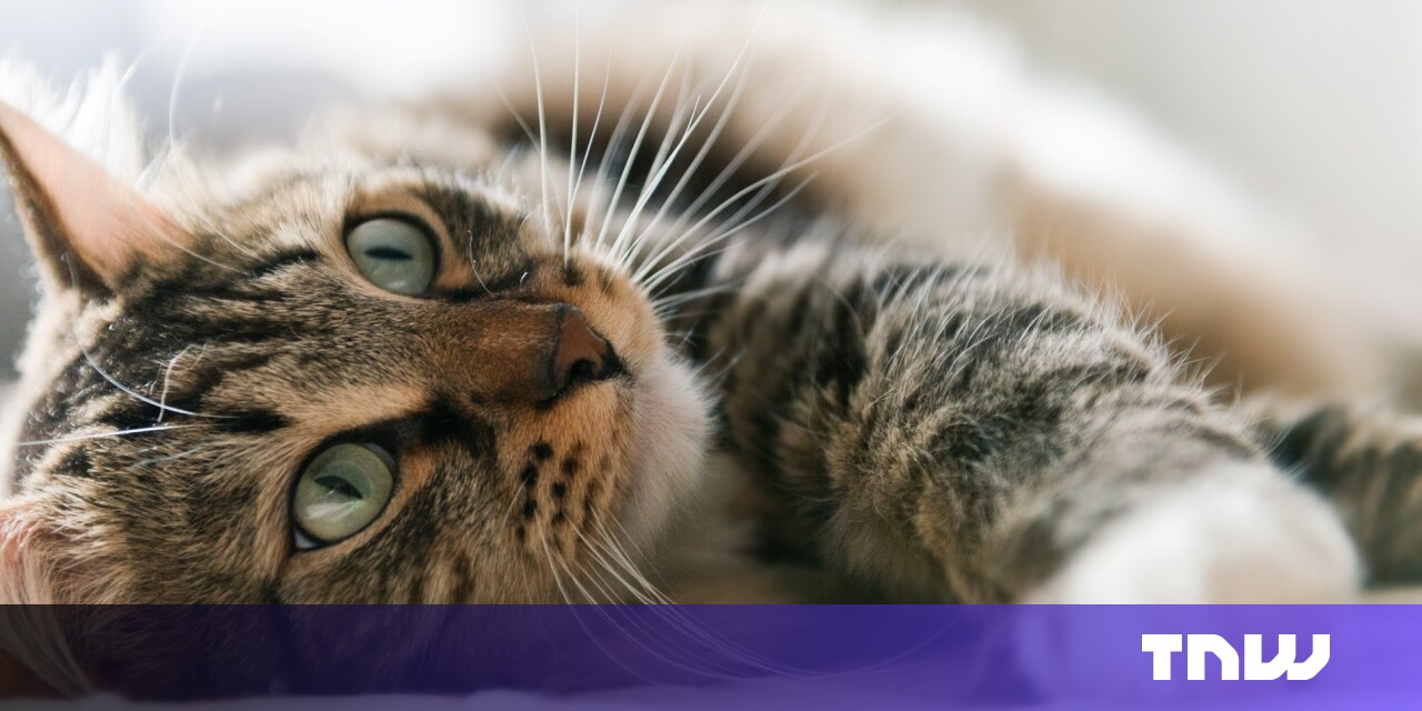 Cat Pics Highlight Internet Privacy Problem