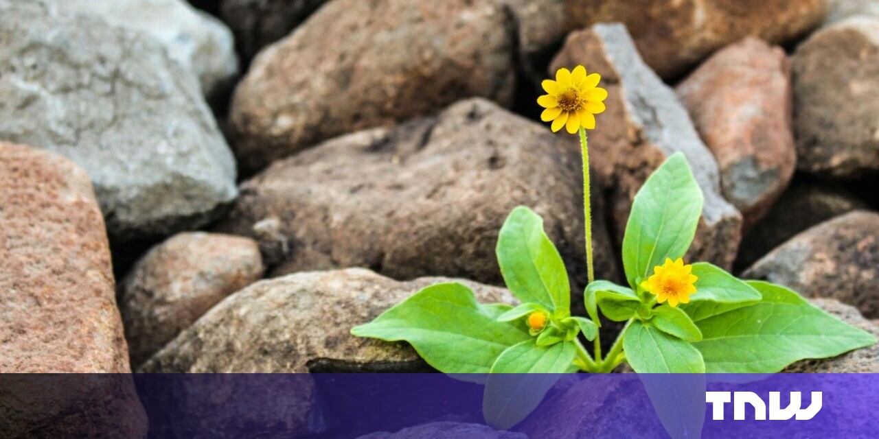 Why resilience is the most underrated metric in startup success