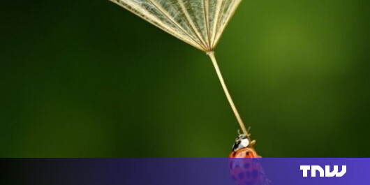 Friday, Insect Style