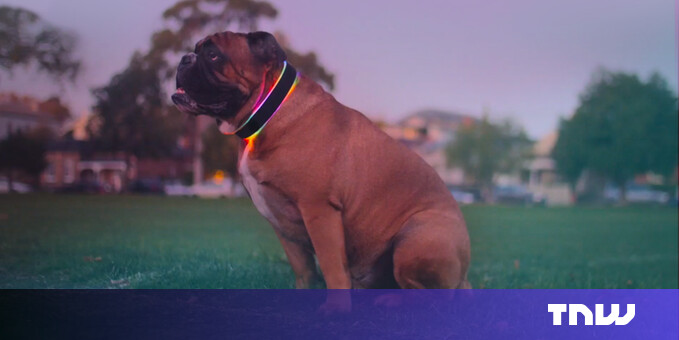 Buddy is a glowing smart collar for your dog