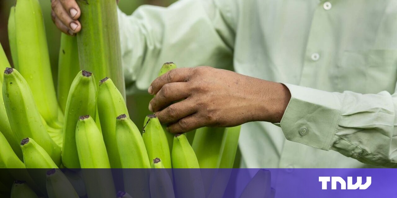 Gene-editing is bringing non-browning bananas to the market Gene-editing is bringing non-browning bananas to the market