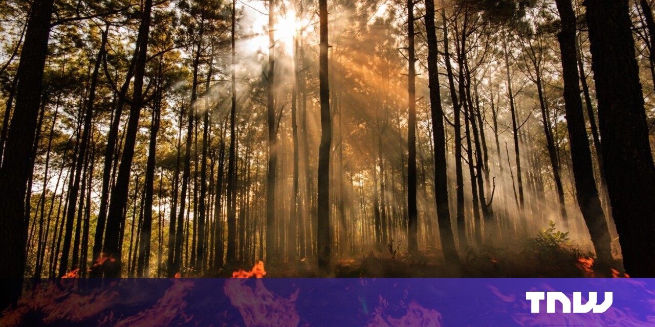 AI sensors in the forest can smell a wildfire before it spreads AI sensors in the forest can smell a wildfire before it spreads