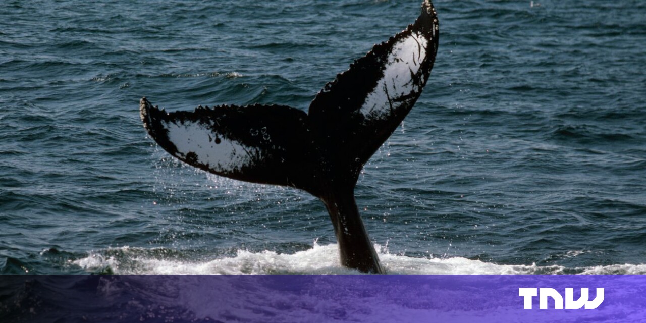فناوری «بلعیدن امواج» با الهام از نهنگ ها می تواند کشتی ها را به سمت صفر خالص سوق دهد