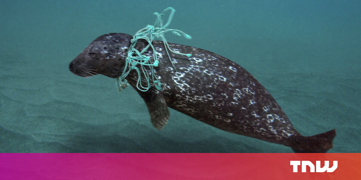 These are the plastic items that most kill marine animals