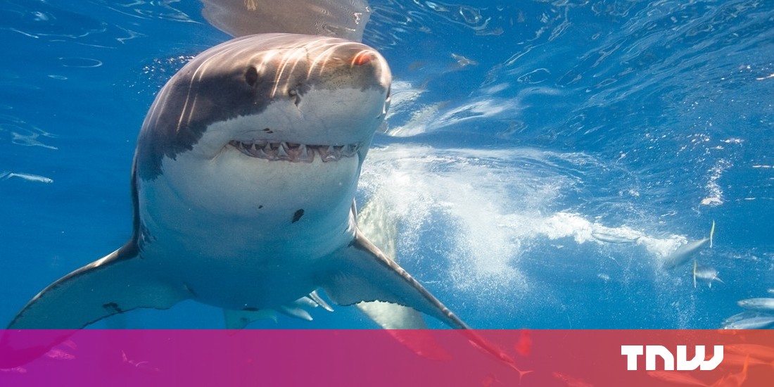 What's The Point of Appearing on ABC's Shark Tank?