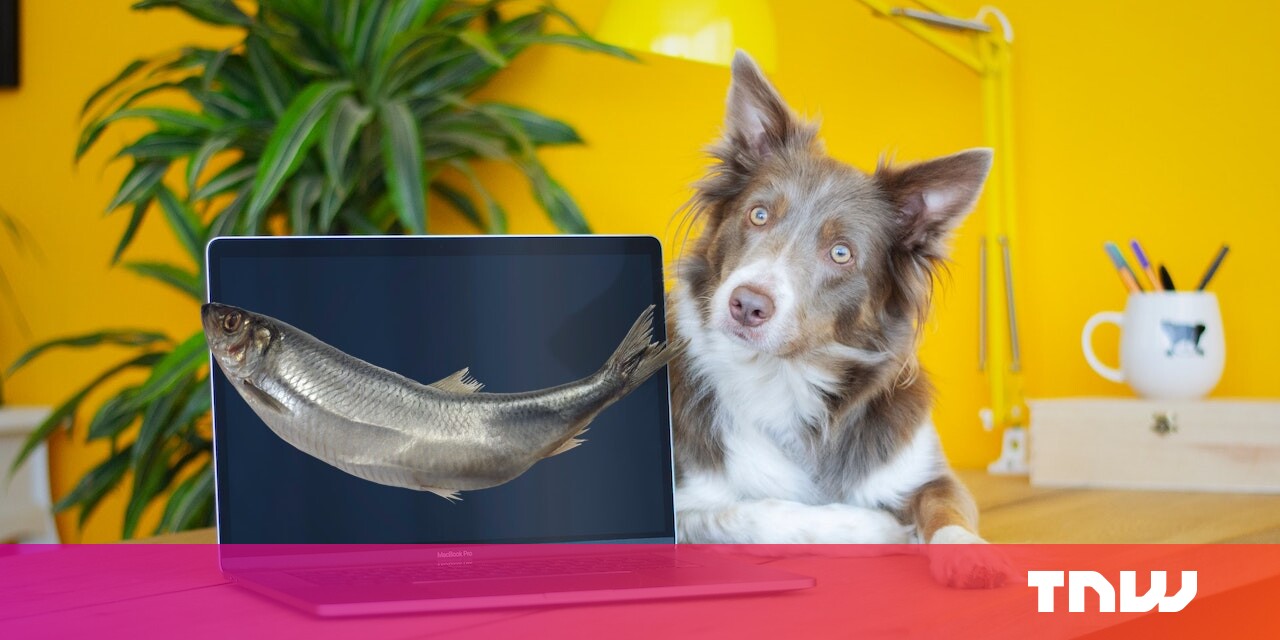 #5 ways to identify job phishing schemes