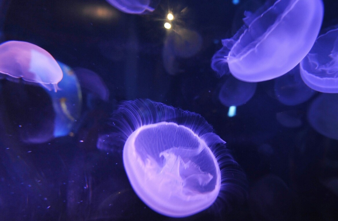 Twitter co-founder Biz Stone’s Jelly is a free, mobile-first product modeled after a jellyfish brain