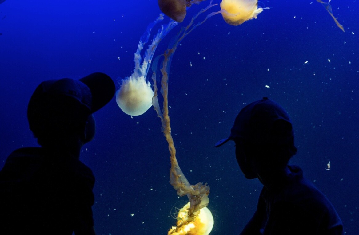 Twitter co-founder Biz Stone’s Jelly snags ex-Apple Web frameworks and iOS engineer Brian Kadar