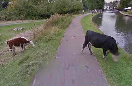 Google takes the issue of bovine privacy very seriously