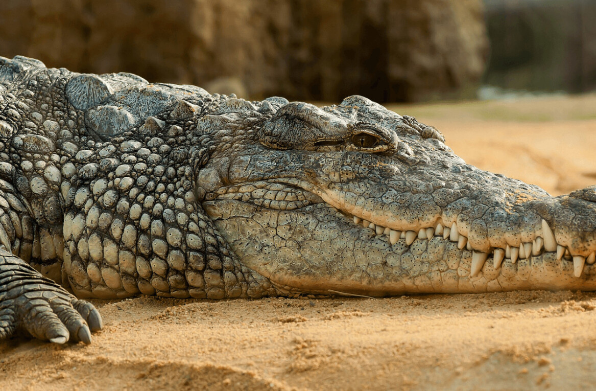 Crocodile snacks on internet-famous terrier after years of torment (Warning: Graphic)
