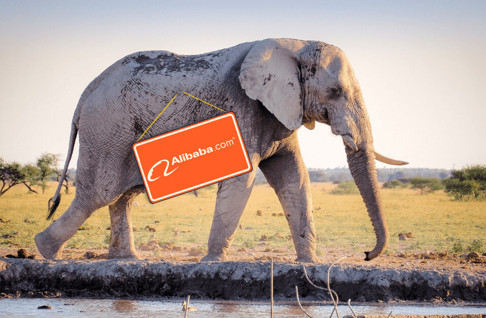 September in Africa: Alibaba saves wildlife and Google Partners comes to Nigeria