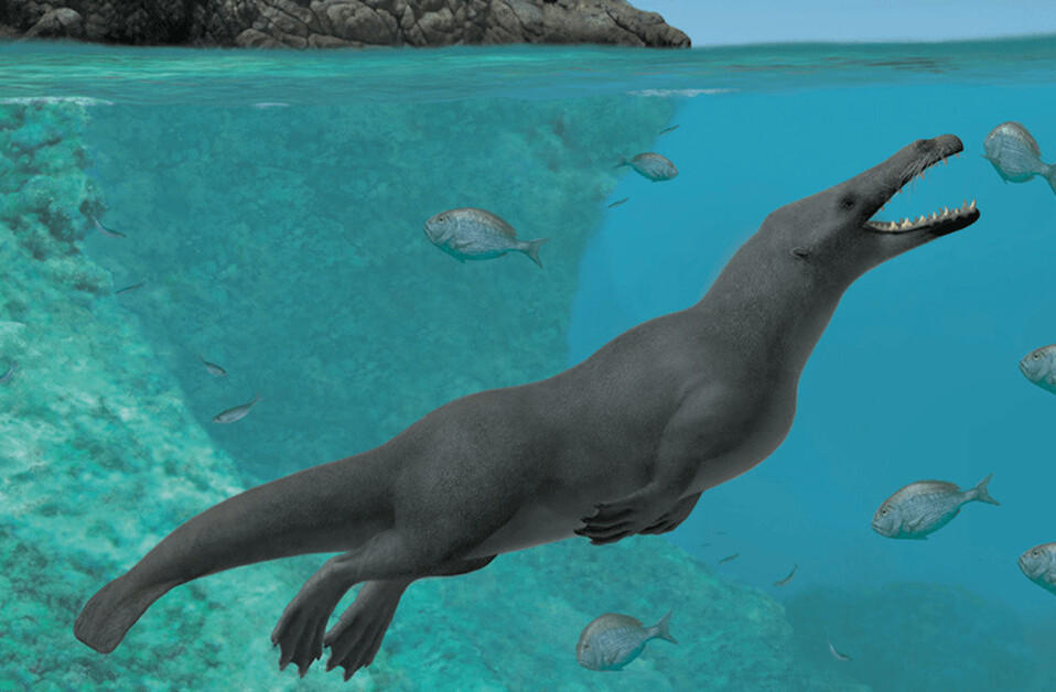 Ancient whales had four legs, and split their time between land and sea