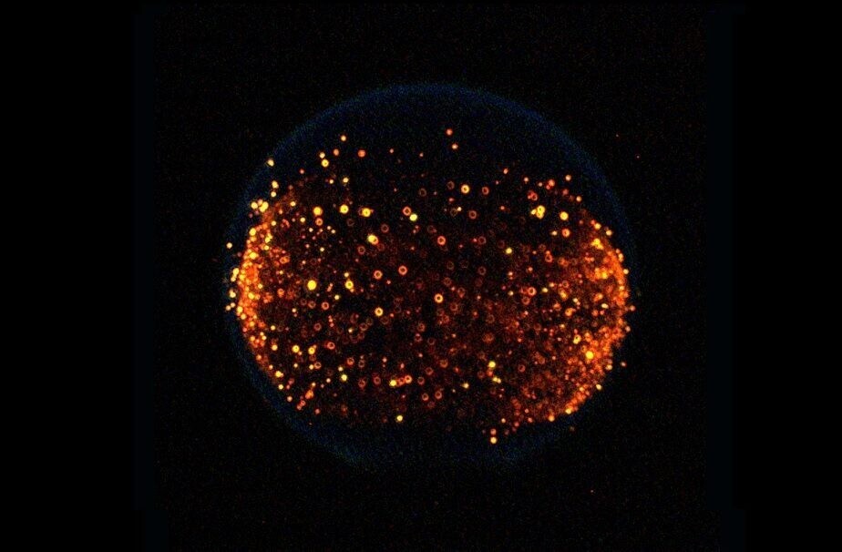 Could quantum neural networking lead to human immortality?