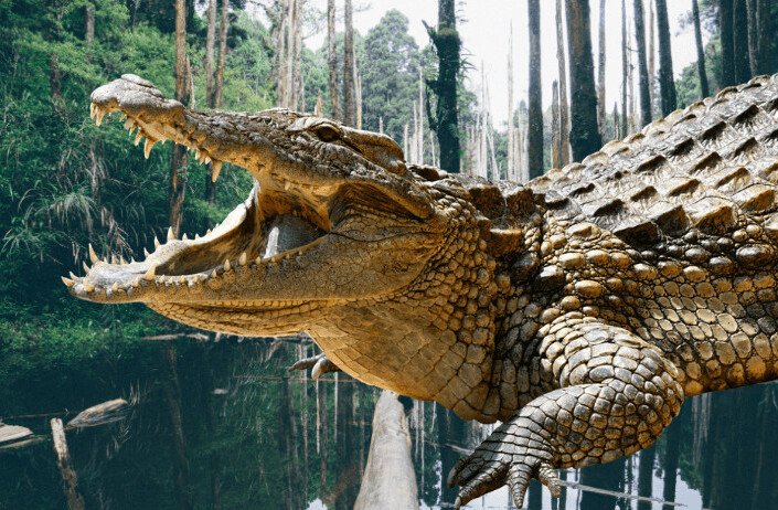 Climate change created today’s HUGE crocodiles