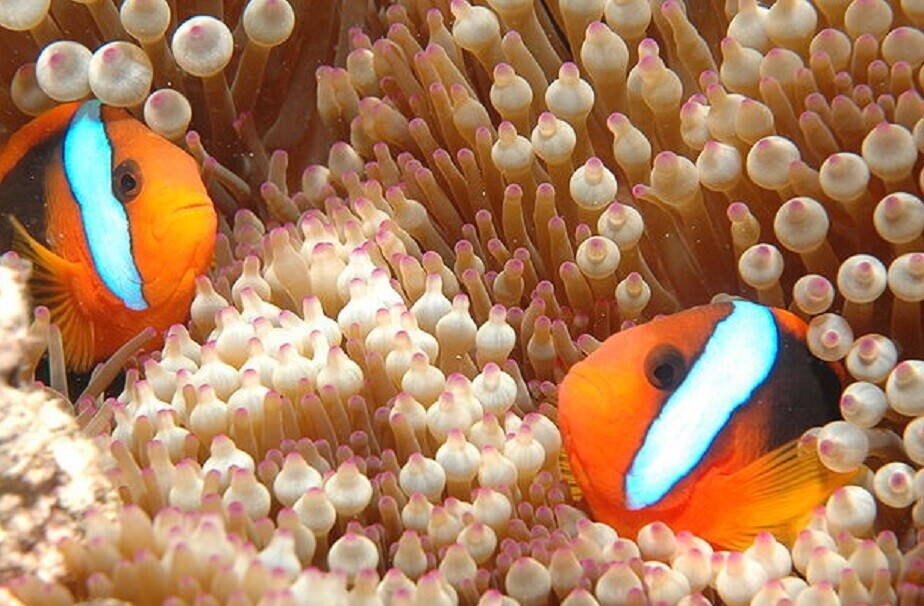 Scientists lured fish back to The Great Barrier Reef by making it sound alive