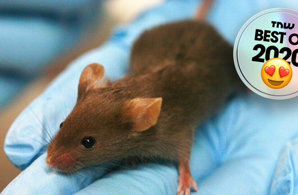 Researchers found a cure for diabetes (in lab mice)