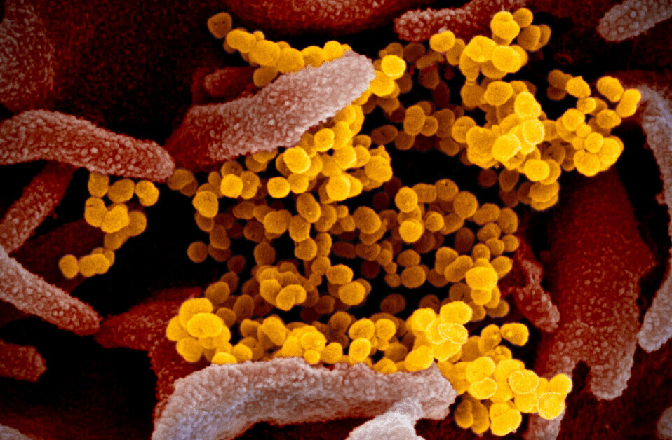 AI sent first coronavirus alert, but underestimated the danger