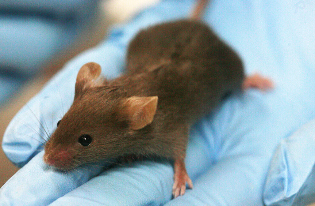 How a theoretical mouse could crack the stock market