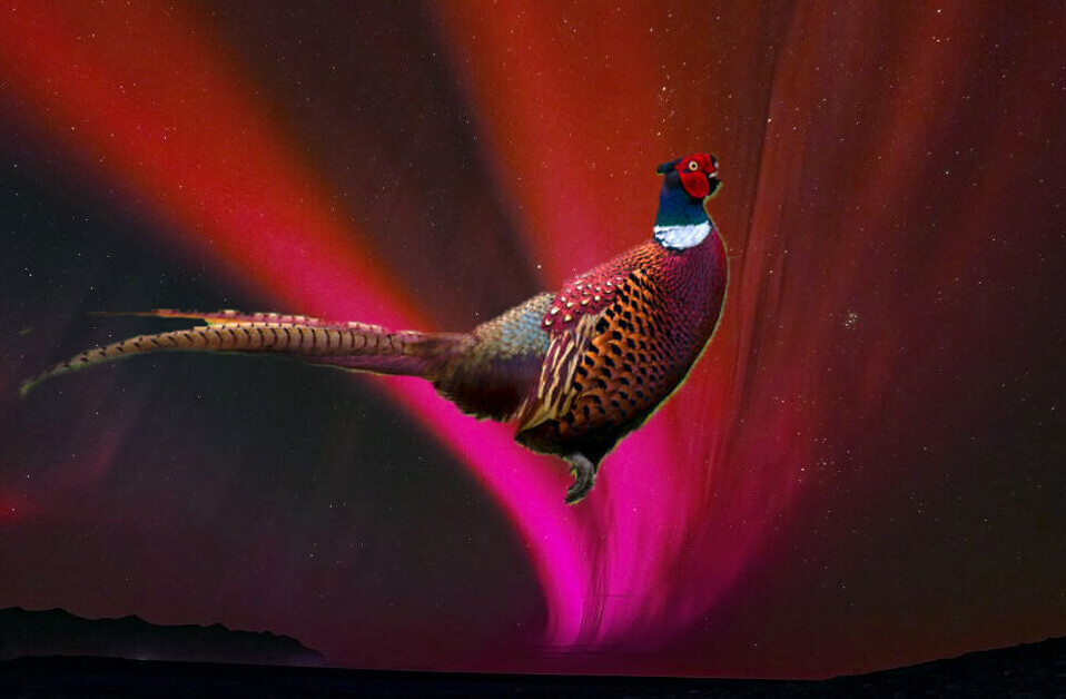 Research: Ancient Japan’s red flying pheasant may have been an aurora