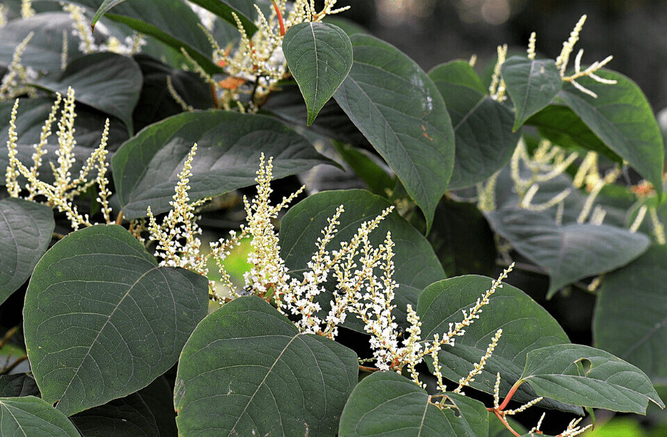 AI is tracking down the UK’s biggest foe: Japanese knotweed