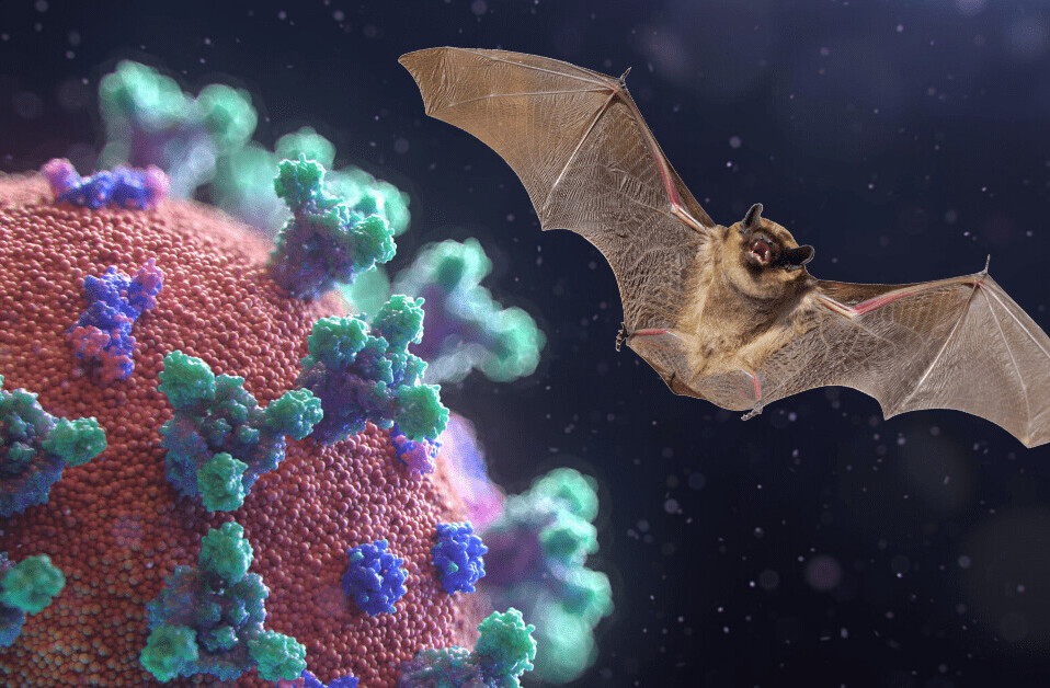 Scientists know coronavirus came from bats, not a lab — here’s how