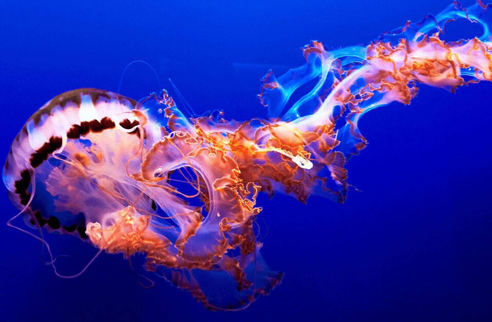 This jellyfish robot can outswim its squishy animal cousin