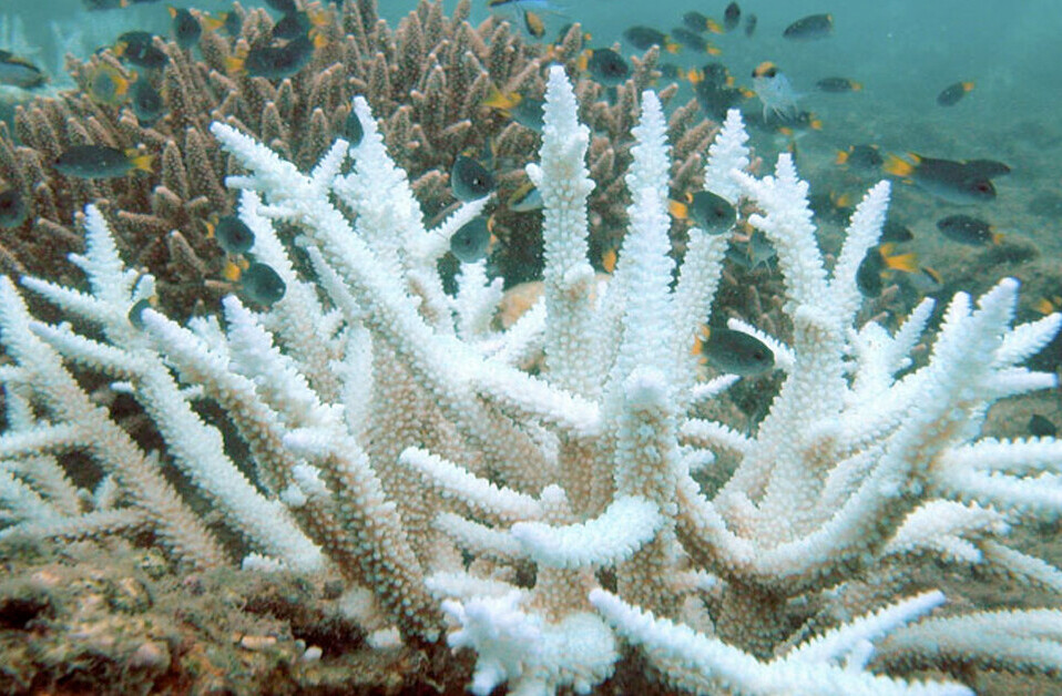 Coral sex: How lab reproduction could restore wild reefs