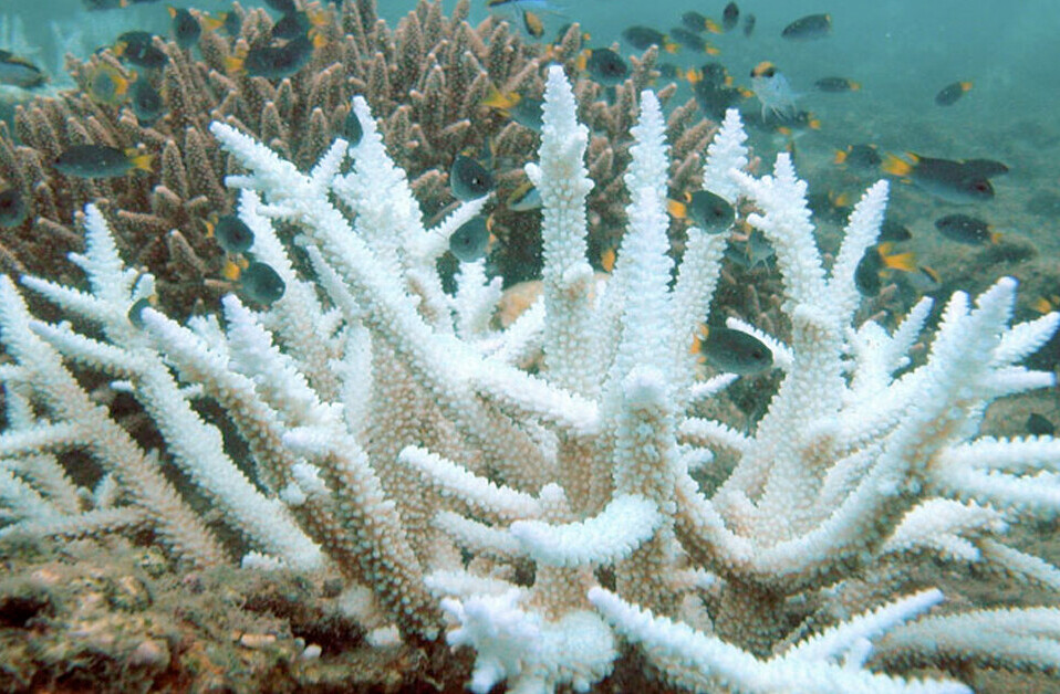 Coral sex: How lab reproduction could restore wild reefs