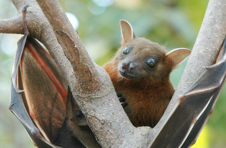 Here’s where scientists think the next epidemic is most likely to start