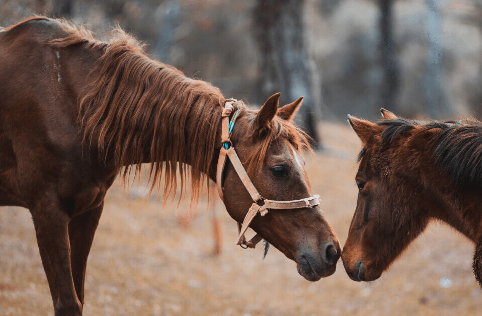 New algorithm suggests horses and camels are susceptible to COVID-19