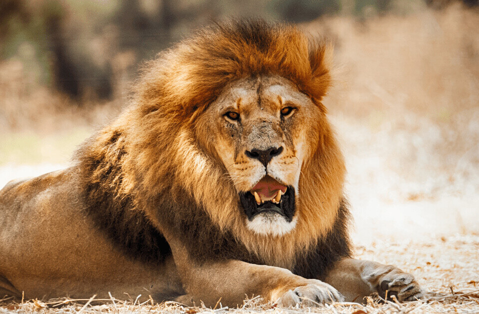 AI discovers that every lion has a unique and trackable roar