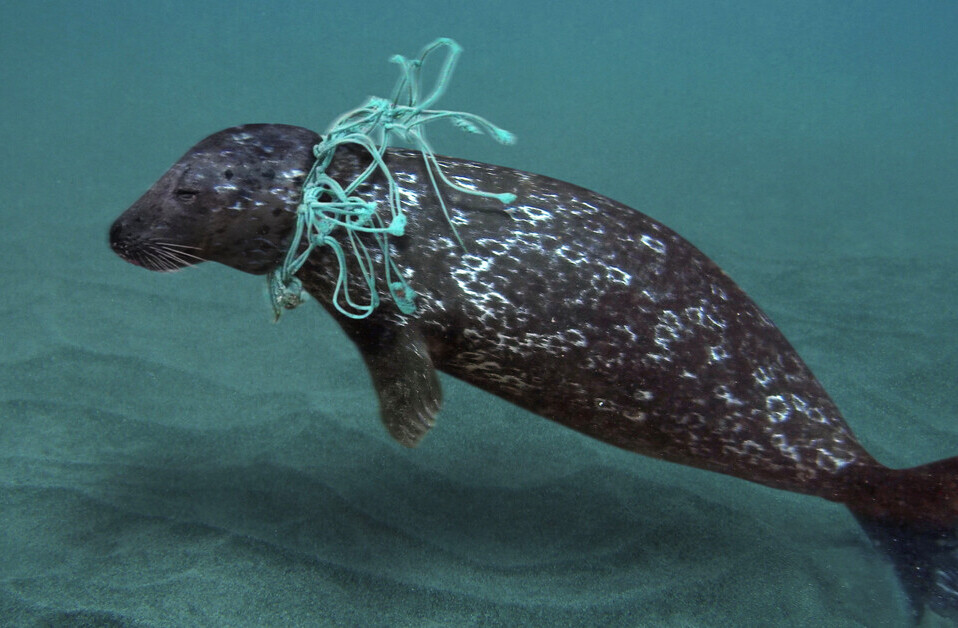 These are the plastic items that kill marine animals most often