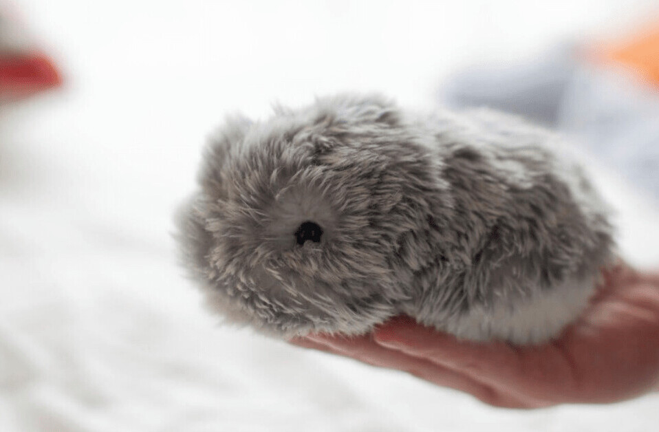 This cute AI pet will fill the deep, dark void in your life