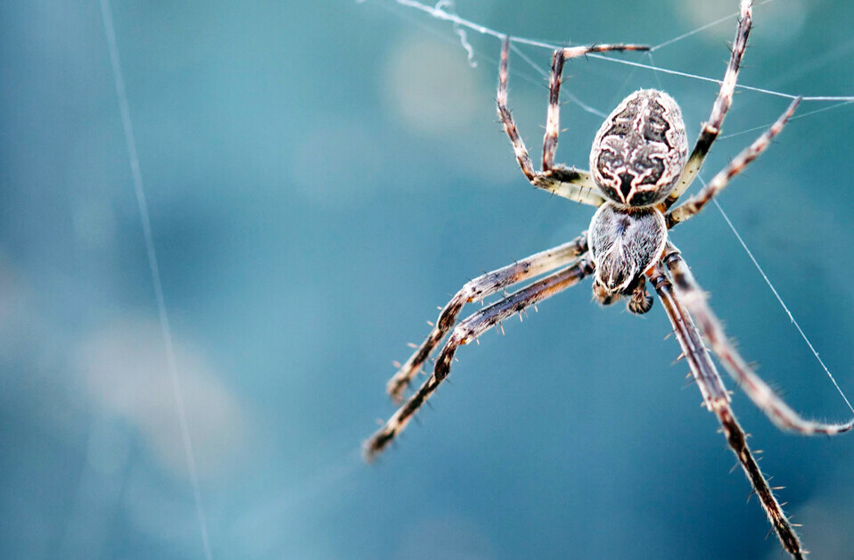 Spider legs build webs without the brain’s help — and could inspire robot limbs