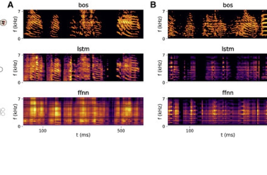 Researchers created a brain interface that can sing what a bird’s thinking