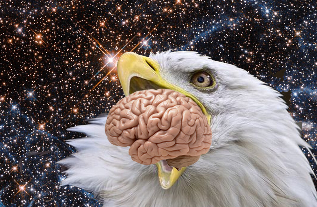 Neural’s Mind Blowers: How quantum bird brains could give us superpowers