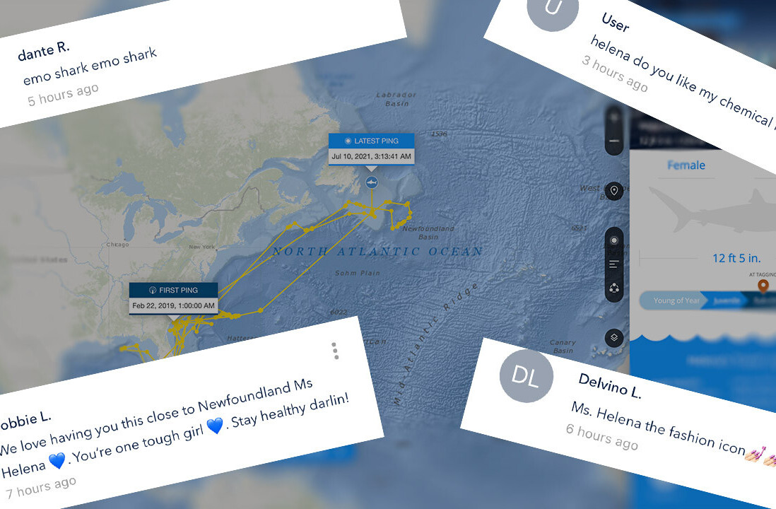 The internet’s best comment section is on a shark tracker app