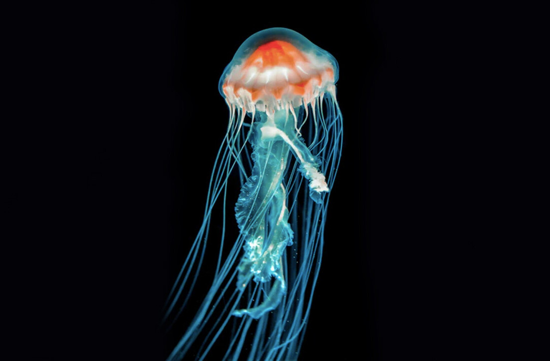 How nature has inspired scientists’ most powerful technologies