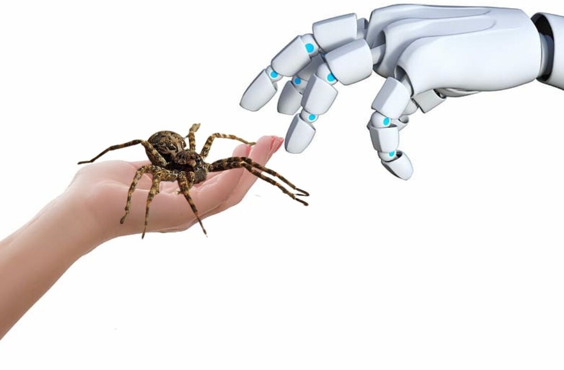 Scientists turn dead spiders into robots able to grip small objects