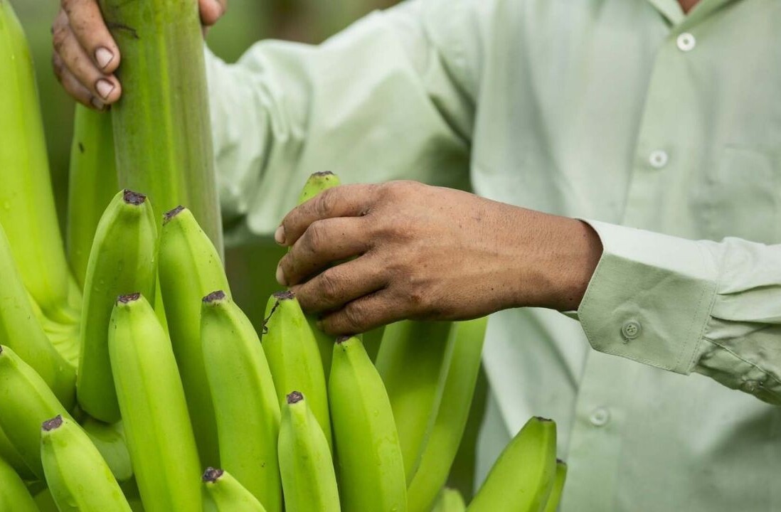Browning bananas under threat as Philippines approves gene-edited version