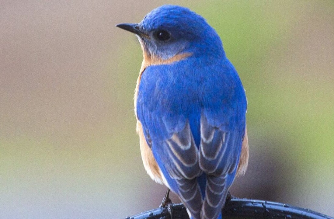 Bluebird-inspired material could boost battery life