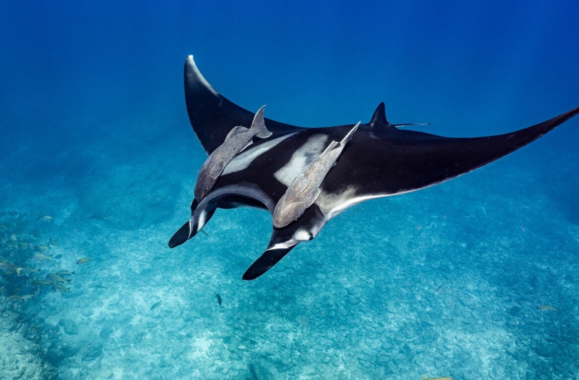 World Ocean Day: Meet 3 tech startups protecting our seas