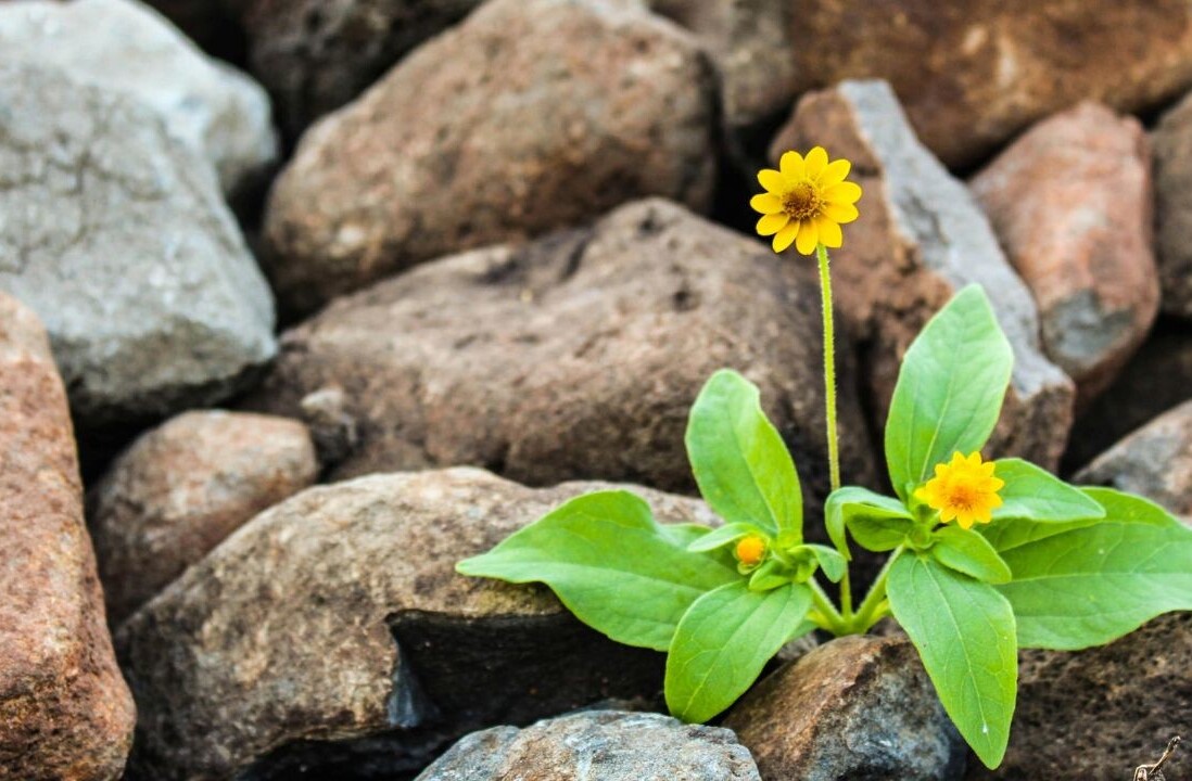 Startup wisdom: Why resilience is the most underrated metric in startup success