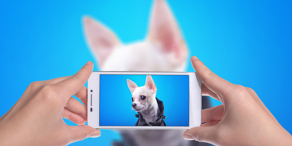 Love sharing videos of smol doggos and angy kittehs? You’re part of the ‘cute economy’
