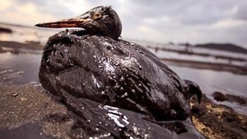 Oil Reporter mobile app puts tracking the spill in the hands of the crowd