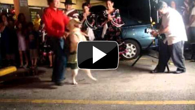 Dog dances the Merengue pretty well actually