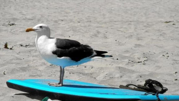 Have you heard about the TwitWebSurf for iPad bird?